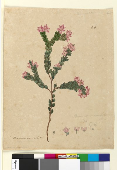 Page 66. Boronia serrulata - John William Lewin